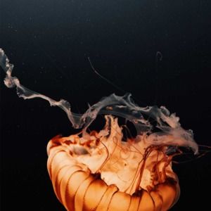 Meet your Posher, That_sam_man